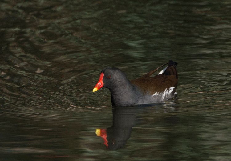 A Moorhen