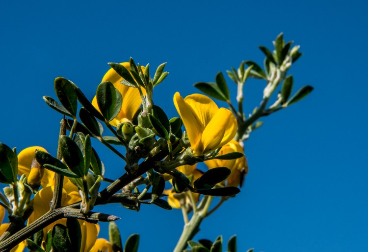 Yellow Broom flowers