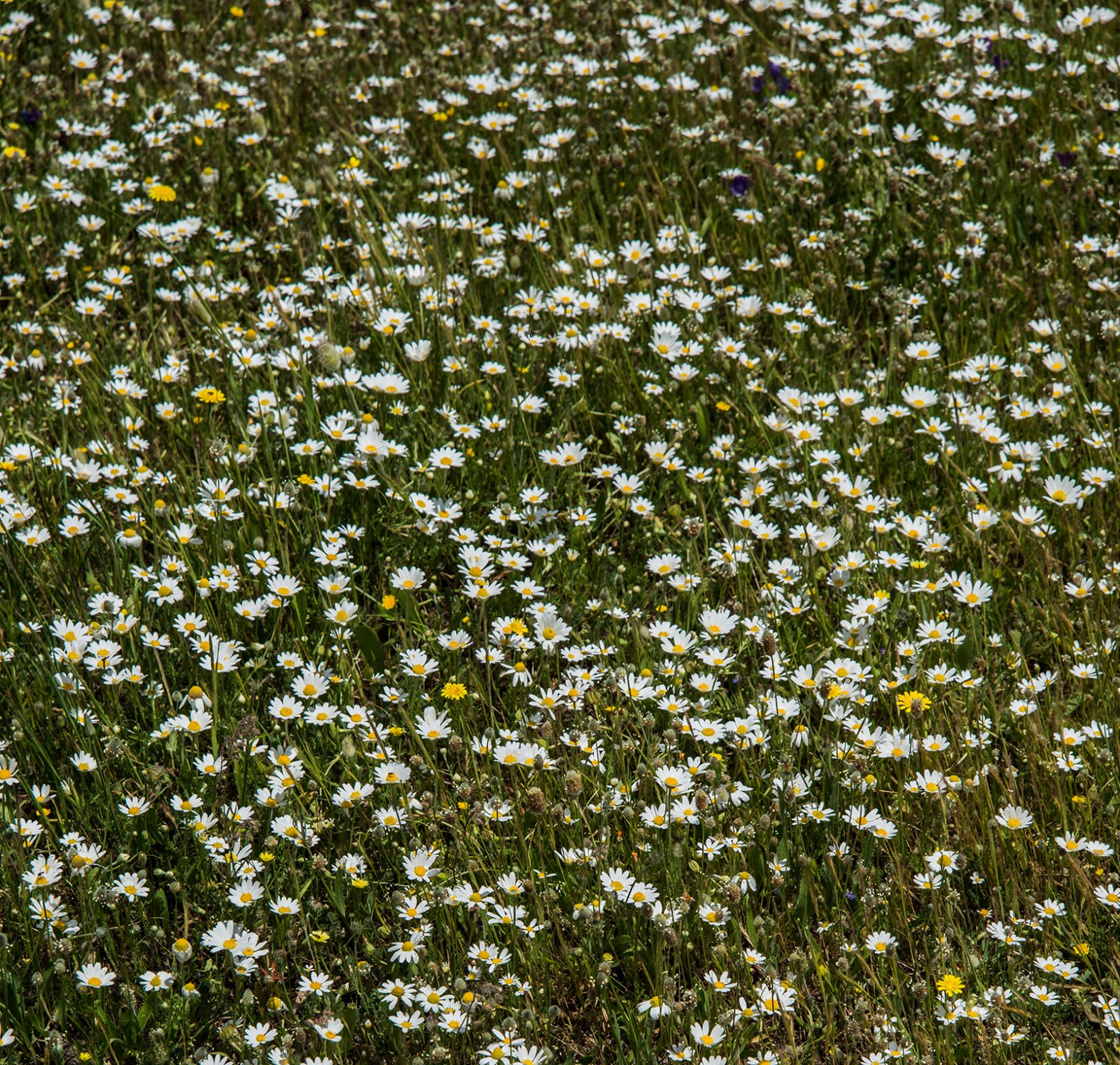 Daisies