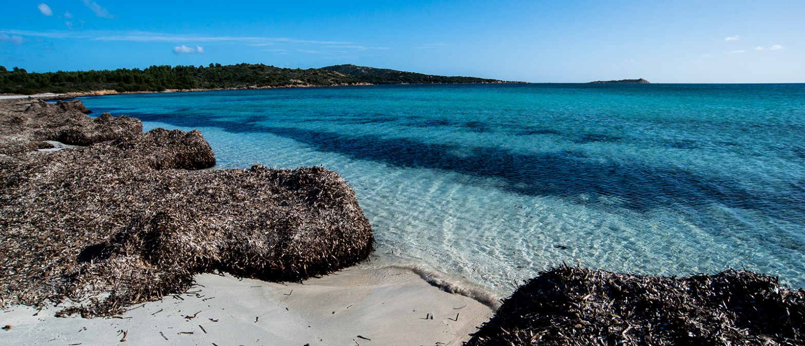beach with Posidonia leaves