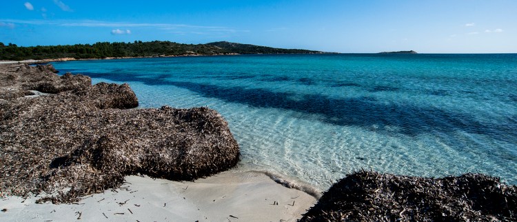 beach with Posidonia leaves