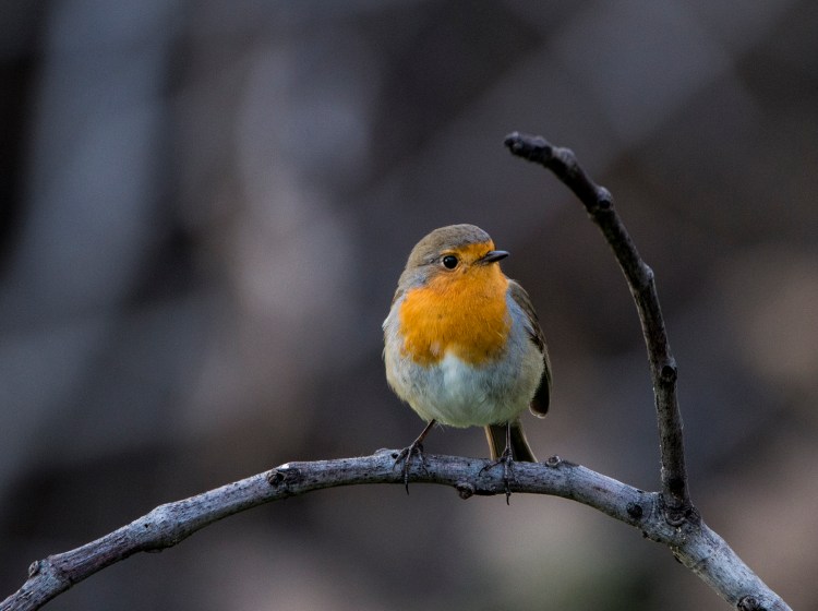 Robin