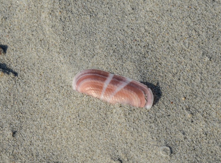 seashell on the beach