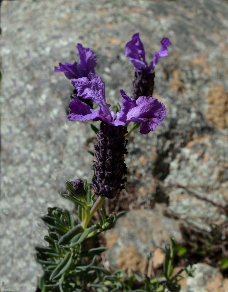 Wild lavender flower